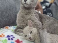 Reinrassige russisch blau kitten