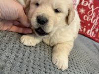 Golden Retriever Welpen