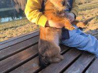 Kleiner Charmeur zum Verlieben: Spitz-Yorkie-Mix Welpe sucht sein Glück! 🐾