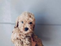 Toy Pudel Welpen