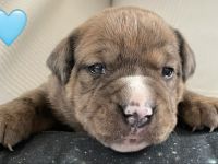 Miniatur Bullterrier – Old Englisch, Bulldog Mix