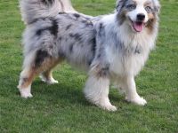 Australien Shepherd deckrüde