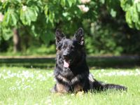 Deckrüde Zeus vom schwarzen Traum