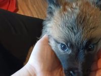 Keine Couchpotatos X Herder Welpen mit Charakter