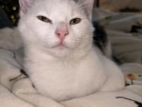 Europäisch Kurzhaar Katze sucht neues liebevolles Zuhause ❤️