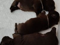 Labrador Welpen abzugeben