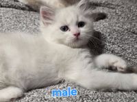 Ragdoll Kätzchen sucht ein liebevolles neues Zuhause