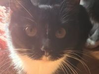 Liebevolle Katze abzugeben