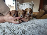 Zwergpudel Welpen mit Ahnentafel