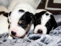 Parson Russell Terrier Welpen, geb. 11.02.2026