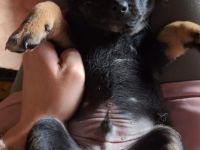 3 wunderschöne Jackrussel Mix Welpen