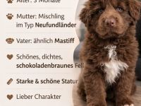 Wunderschöner Welpe – 3 Monate alt