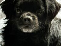 Muckel auf Pflegestelle in 73463 Westhausen sucht sein Für-immer-Zuhause