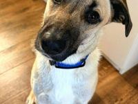 Jacky auf Pflegestelle in 94559 Niederwinkling sucht ihr Für-immer-Zuhause