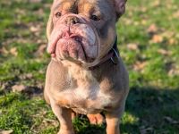 Laila in 47839 Krefeld sucht ihr Für-immer-Zuhause