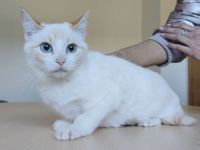 5 Kätzchen, 1 Jahr alt, suchen ein liebevolles Zuhause - dringend!