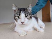 Mama Edelweiß muss aus dem lauten Tierheim raus, mit Sohn Basil - eilt sehr!