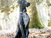 Kaja in 93109 Wiesent sucht ihr Für-immer-Zuhause