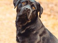 Emma in 23843 Oldesloe sucht ihr Für-immer-Zuhause