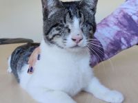 Blind, aber ganz bezaubernd: Carlo, Camala und Cedrik