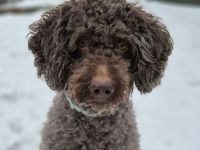 Cailou in 18258 Schwaan sucht sein Für-immer-Zuhause