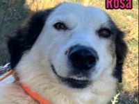 Rosa, 12/23 - tolle Mama sucht ein Zuhause