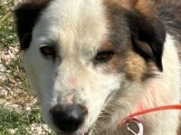 Rosa, 12/23 - tolle Mama sucht ein Zuhause