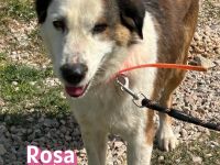 Rosa, 12/23 - tolle Mama sucht ein Zuhause