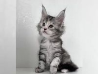 Reinrassige Maine-Coon-Kätzchen