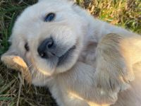 Malinois x Golden Retriever Welpen