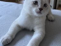 Siam / BKH Kitten