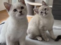 Siam / BKH Kitten