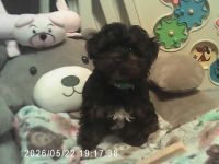 Der kleine Bobby, Yorkshire Terrier / Toy Pudel F1 Doodle Verpaarung mit Ahnenpass ( Papiere )