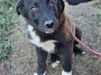 Welpengeschwister Nyros und Taro / beide männlich / derzeit noch in Griechenland