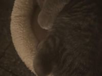 Liebevolle Kätzchen suchen ein neues Zuhause