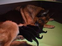 Sehr schöne Deutsche Schäferhundwelpen aus Kör- und Leistungszucht!