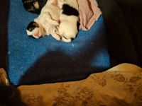 Löwchenwelpen mit VDH/FCI Papieren