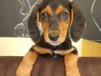 Wunderschöne Bracken Welpen ,