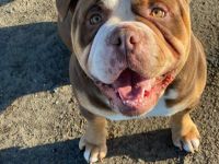 Biete meinen Wunderschönen OEB in  Chocolate Tricolor als  Deckrüde an zum Decken kein Verkauf !!