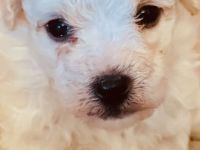 Wunderschöne Bichon Frisé Welpen