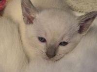 Reinrassige Siam Kitten