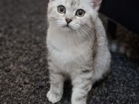 Bkh reinrassige Kitten