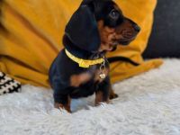 Kurzhaariger Zwergdackel