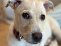 Lebensfroher Welpe Benito sucht Menschen die ihm die Welt zeigen