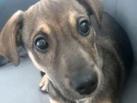 Burita sucht die Nähe zum Menschen