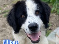 Filipas, 01/25 - Fröhliches Dreibein sucht eine Familie