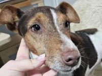 Alberto, fröhlicher, menschenbezogener Jack-Russell-Mix ist bereit für ein neues Leben, 5J, 28 cm