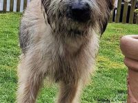 Tucker, gross, wuschelig, witzig, an erfahrene Hundemenschen abzugeben