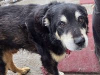 Bildschöner rüstiger Ikarus sucht Alterswohnsitz