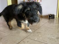 Pepsi sucht liebevolles Zuhause